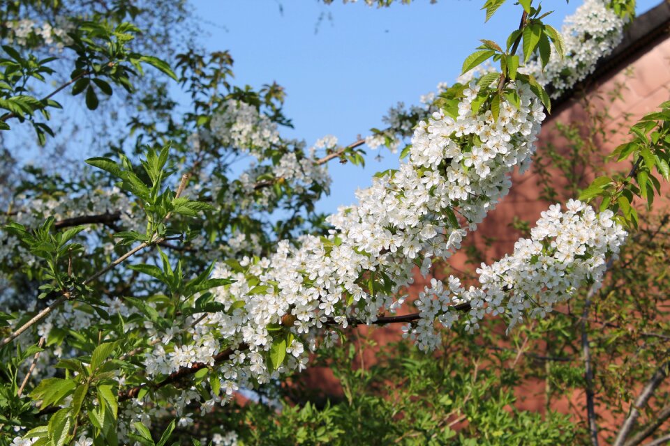 Flower season plant