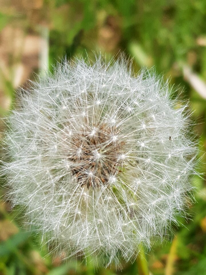 Nature summer plant