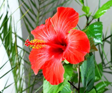 Flower hibiscus Free photos