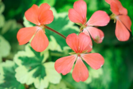 Nature branch flower
