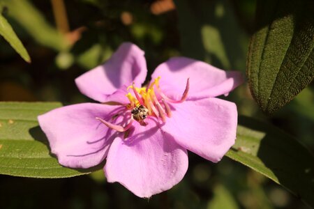 Natural flowers weed photo