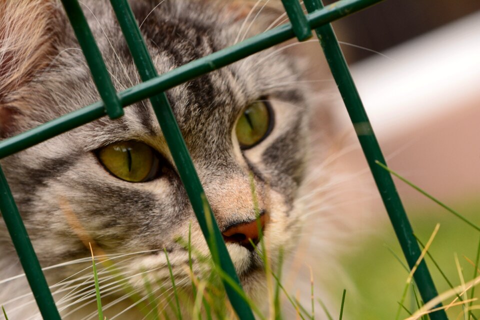 Maine coon cat Free photos