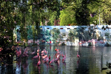 Pink bird water