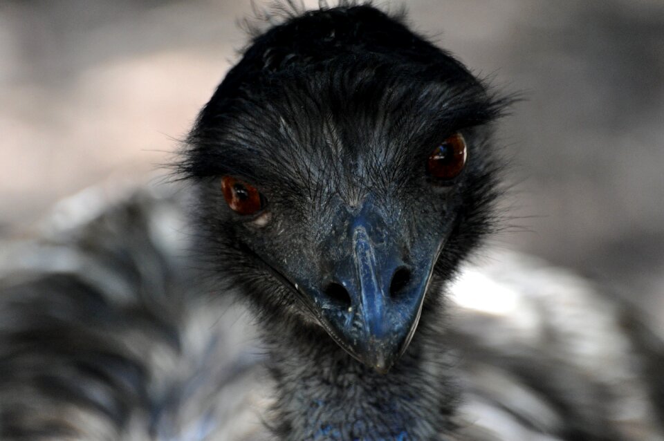 Eye portrait ostrich