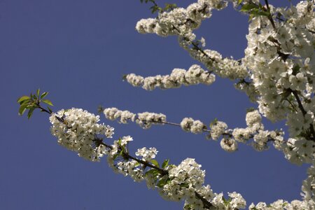 Blue sky branch tree