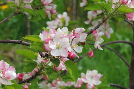 Apple blossom tree nature photo