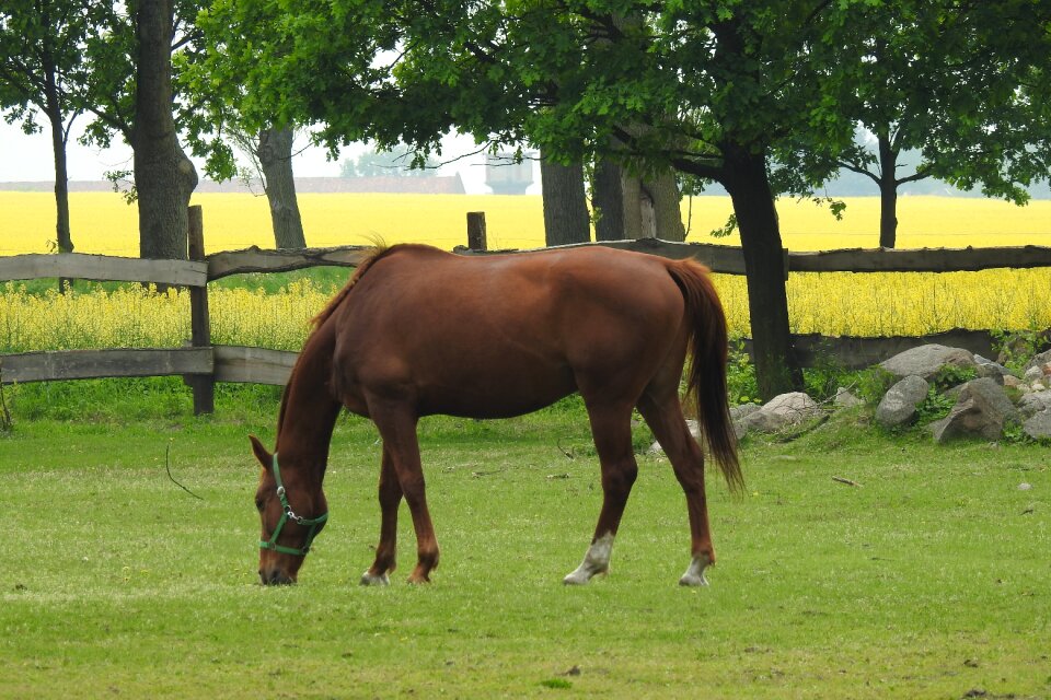 Mammals the horse nature