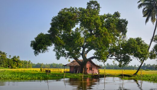 Backwater india nature