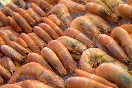 Healthy closeup shrimp