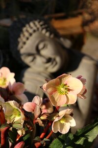Flowers meditation asia