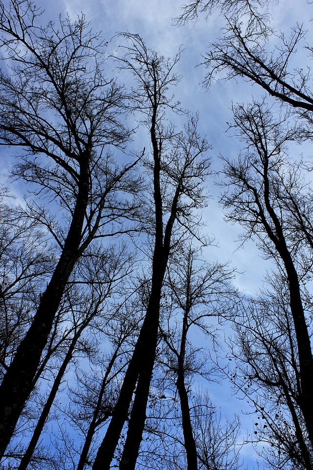 Trees silhouette tree