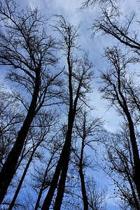 Trees silhouette tree