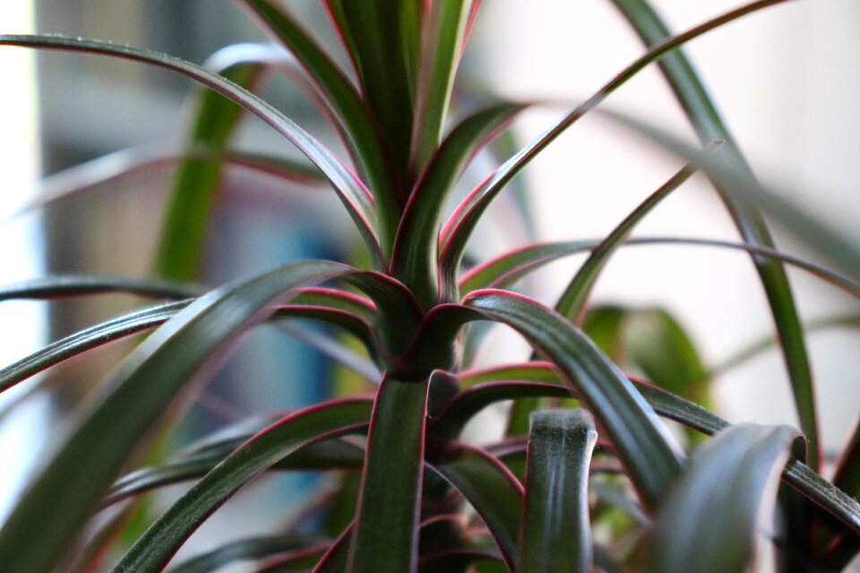 Plant nature sheet