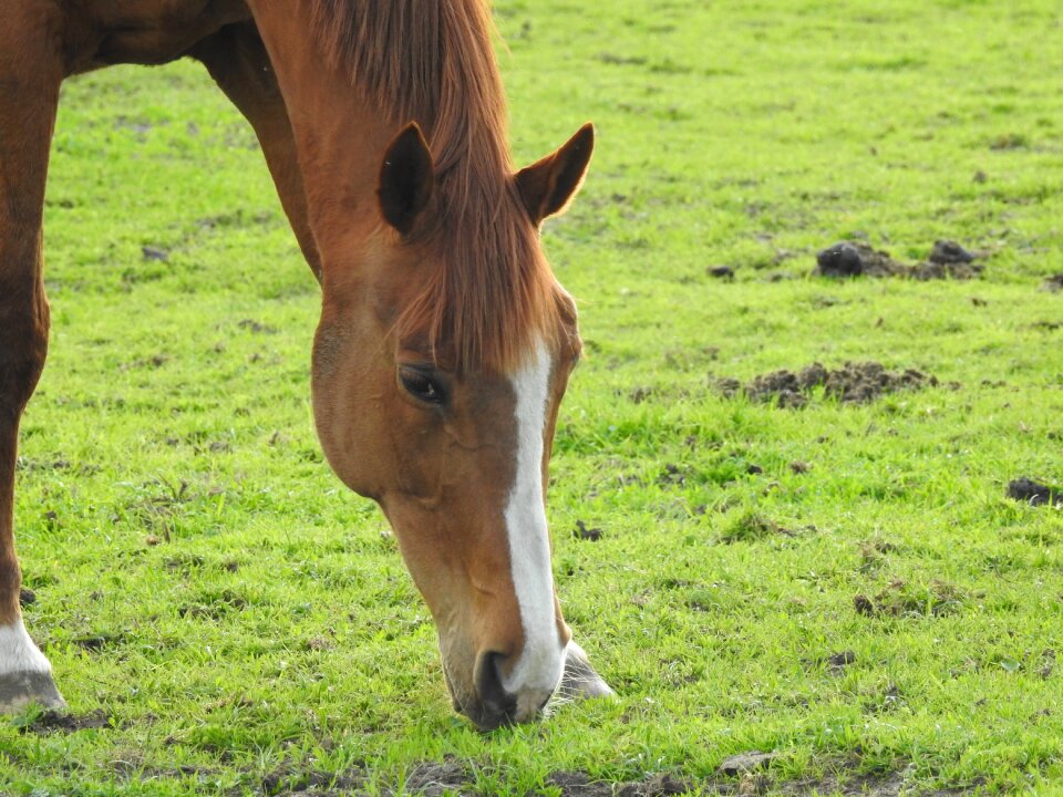 Farm animals the horse