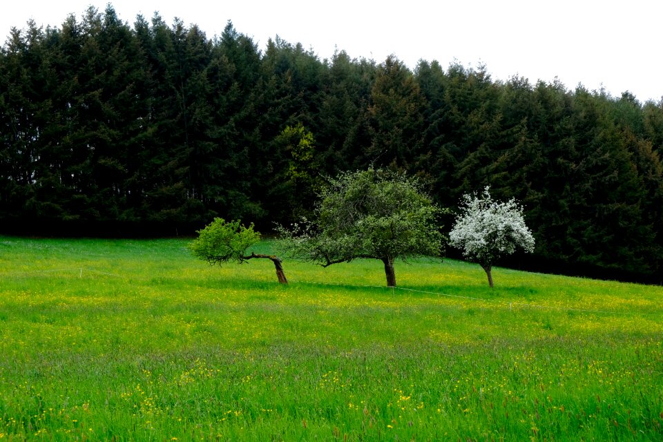 Nature forest trees