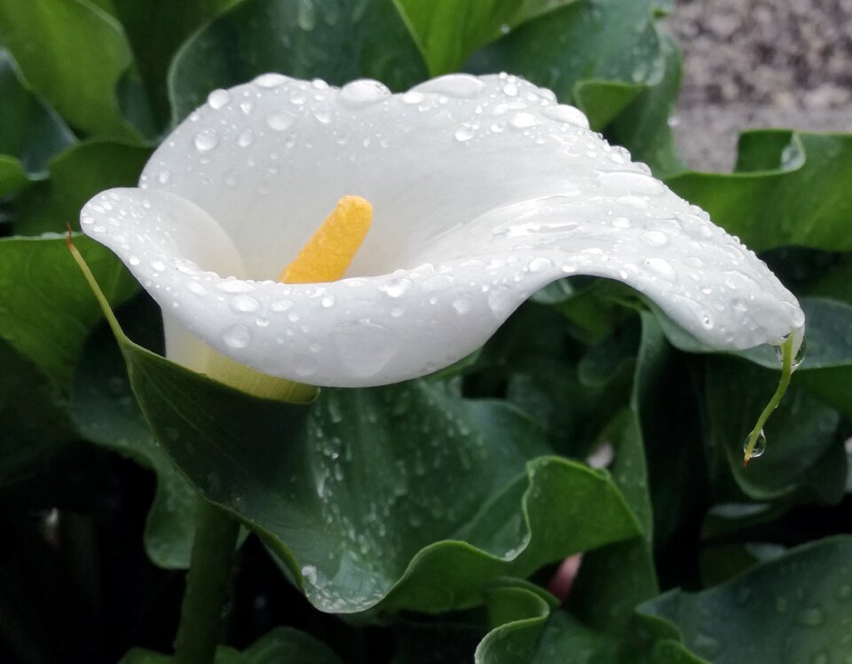 Plant lovely calla