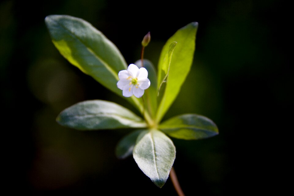 Leaf plant white flower