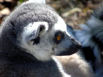 Portrait zoo monkey photo