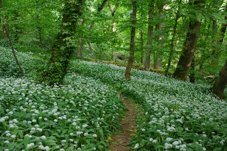 Flower plant landscape
