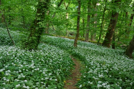 Flower plant landscape photo