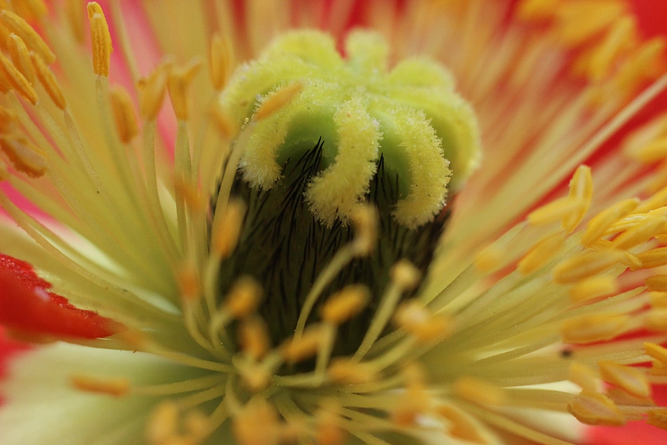 Spring flower plant