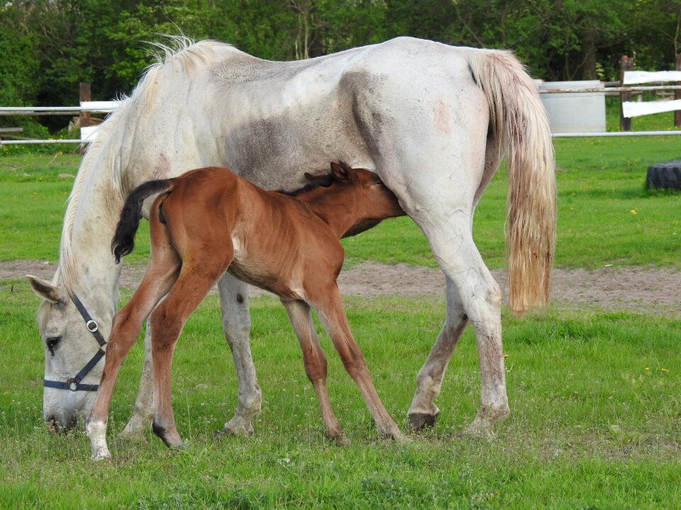 Farm nature the horse