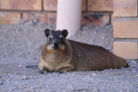 Animal cute fur photo