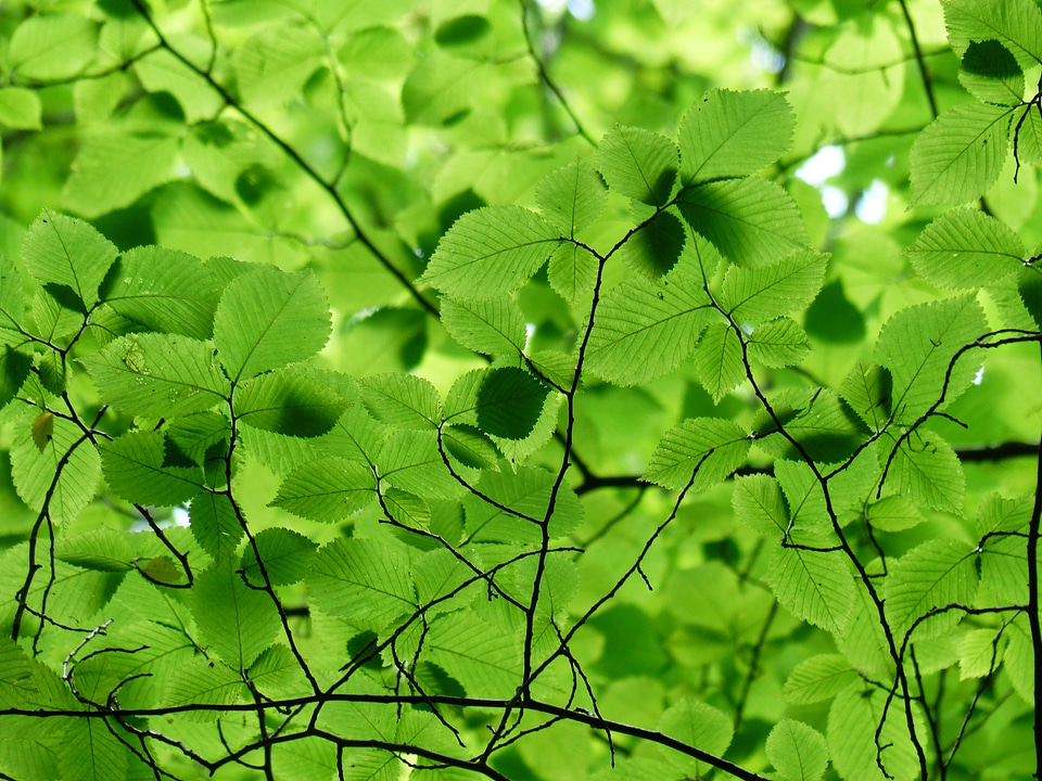 Color shades of green green green