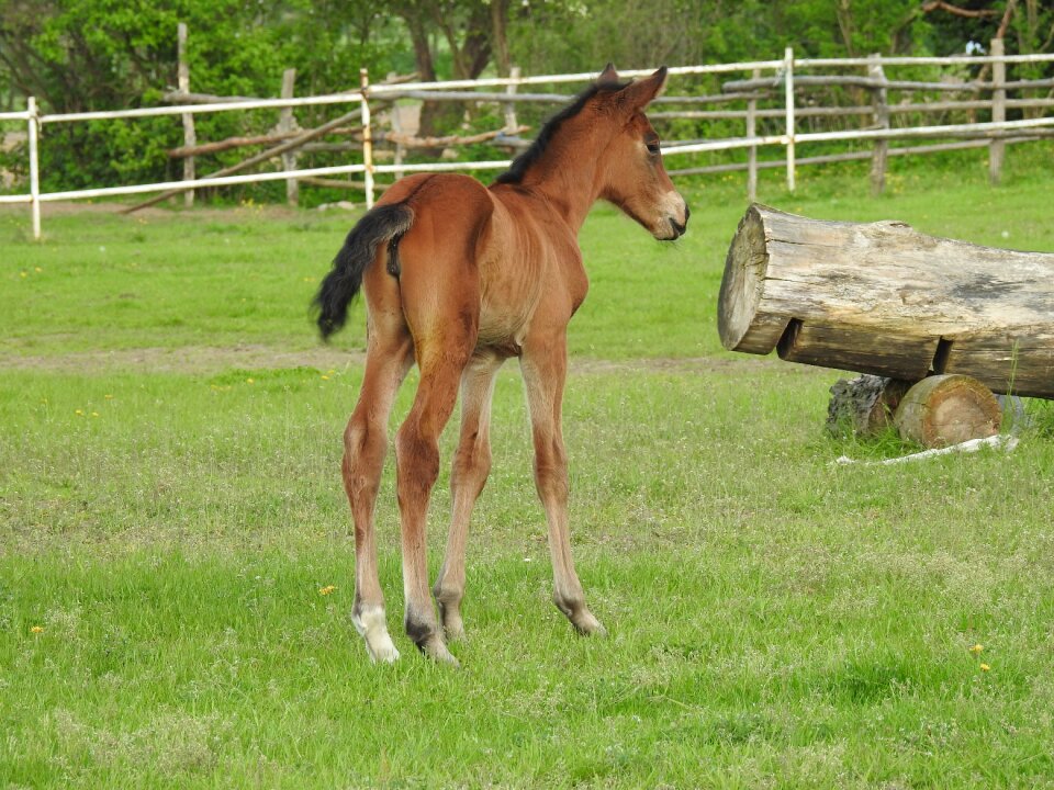 Mammals the horse offspring