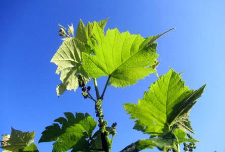 Grape foliage Free photos