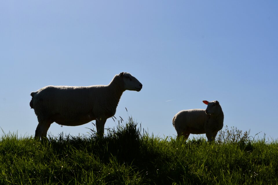 Farm sheep landscape