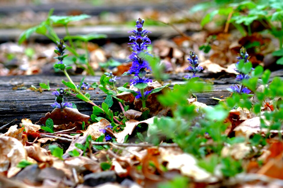 Plant wood track bed