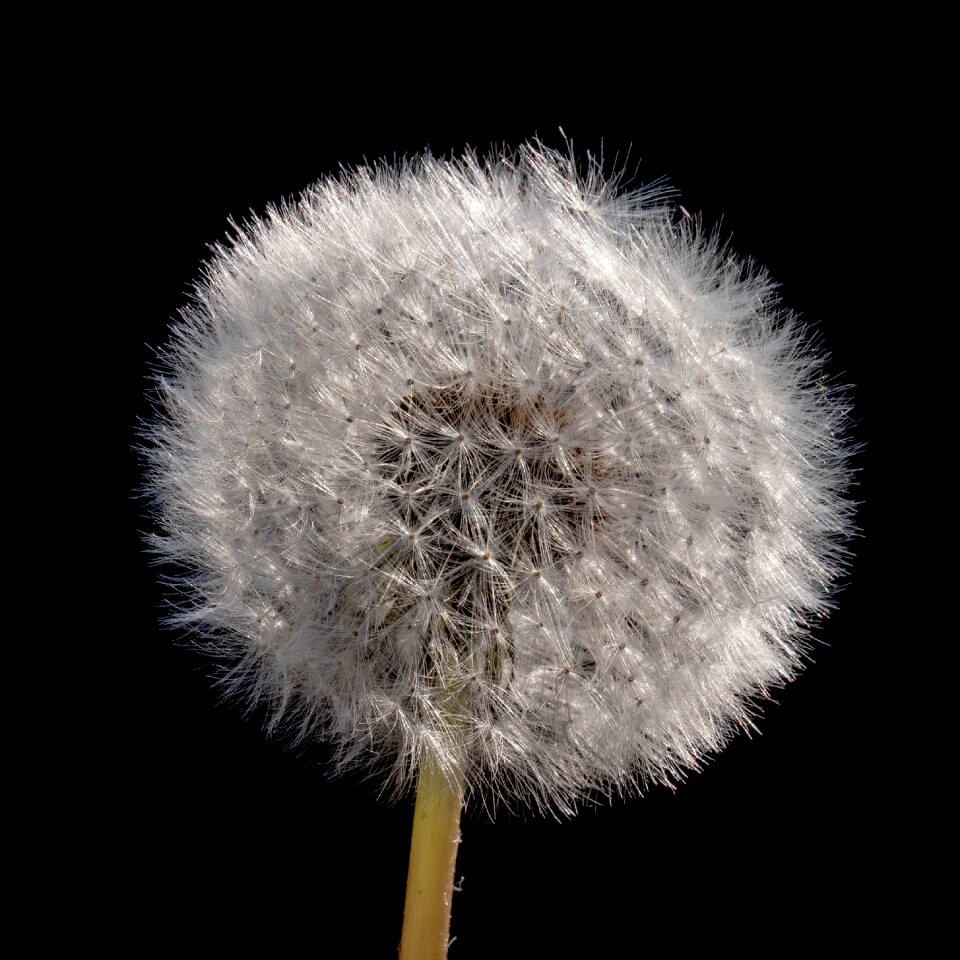 Tender seeds close up