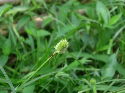Summer grass flower