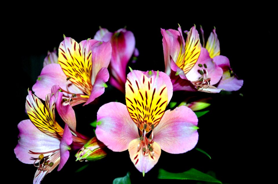 Flower night lovely
