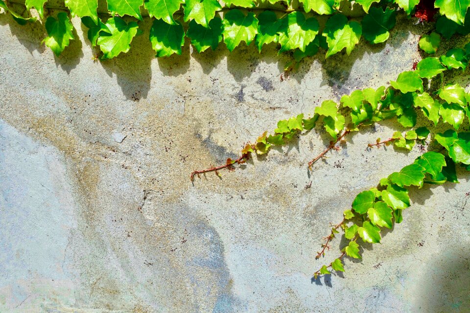 Flora leaf growth