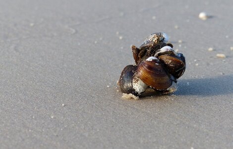 Exoskeleton animalia wildlife