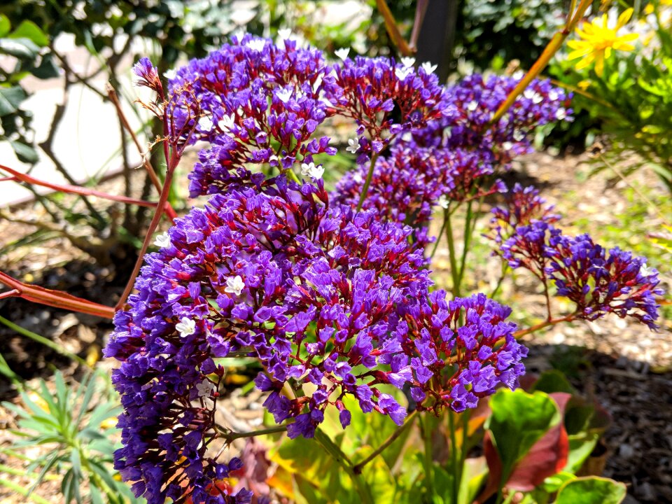 Purple flowers natural Free photos