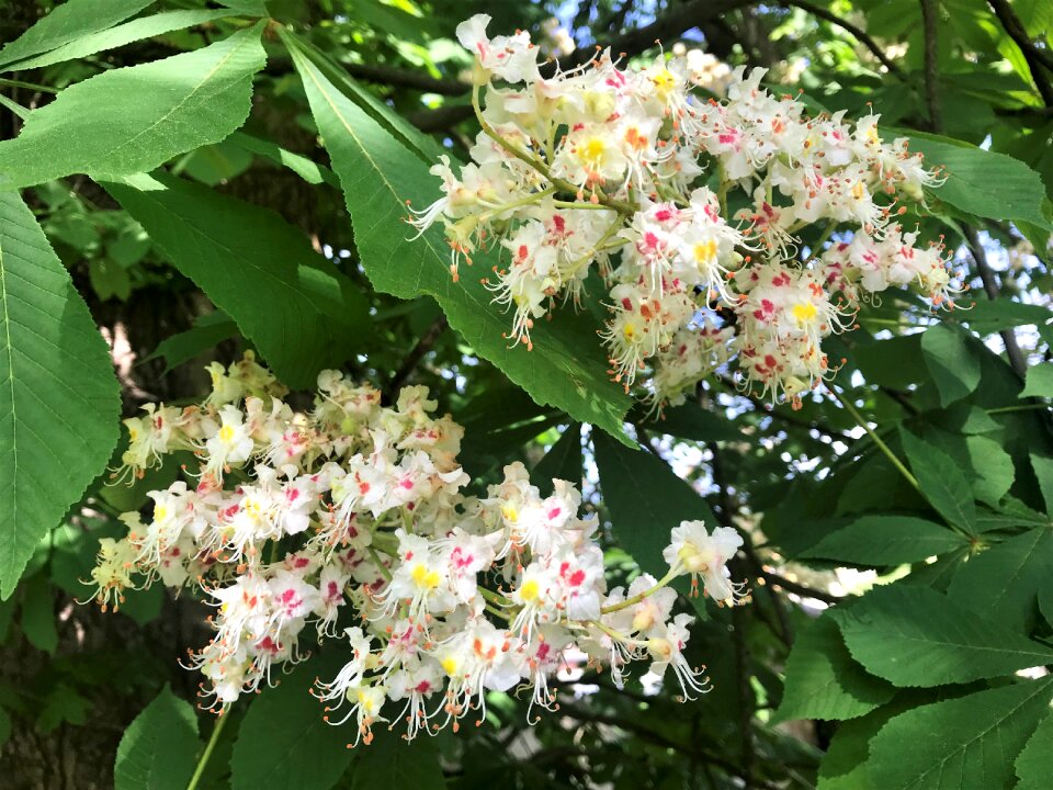 Nature chestnut in bloom spring awakening
