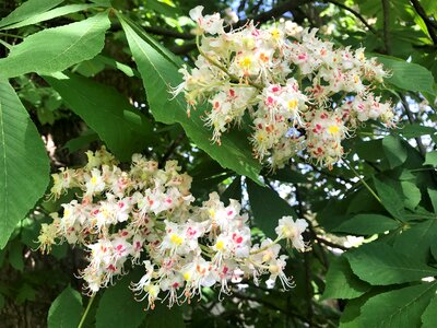 Nature chestnut in bloom spring awakening photo