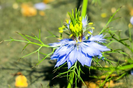 Wild nature plant