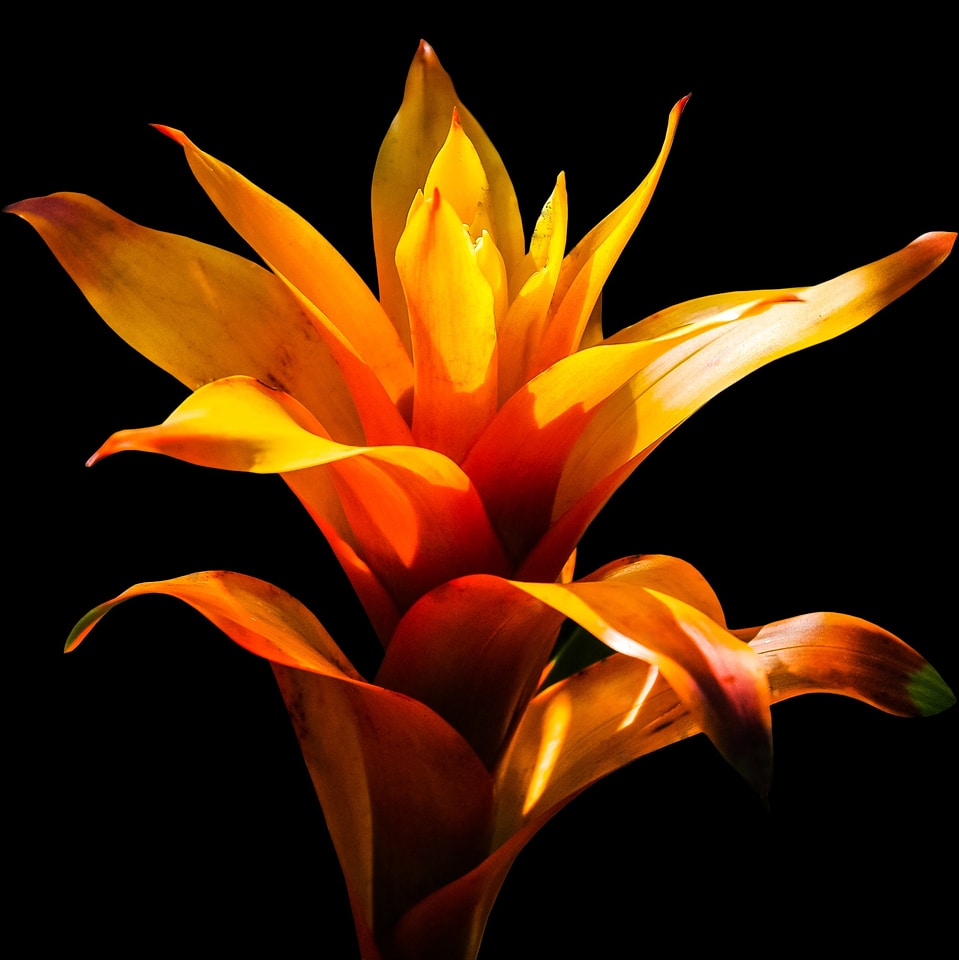 Bloom red isolated