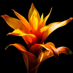 Bloom red isolated