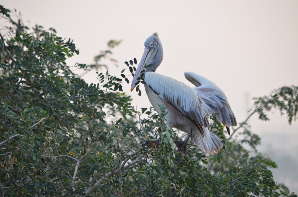 Animal tree bird sanctuary