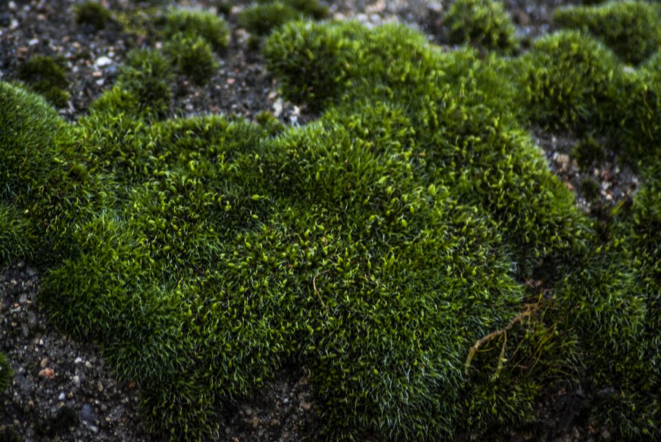 Environment tree outdoors