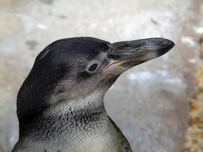 Animal sea penguin