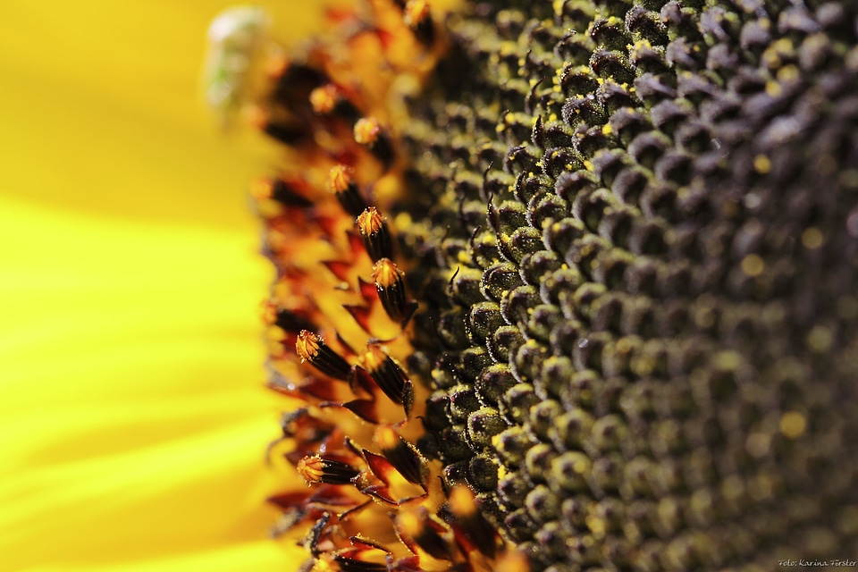 Sunflower yellow summer