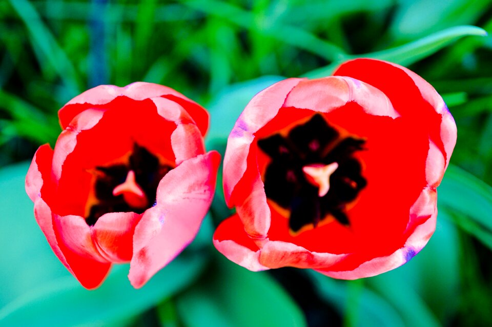 Maki red flowers red flower