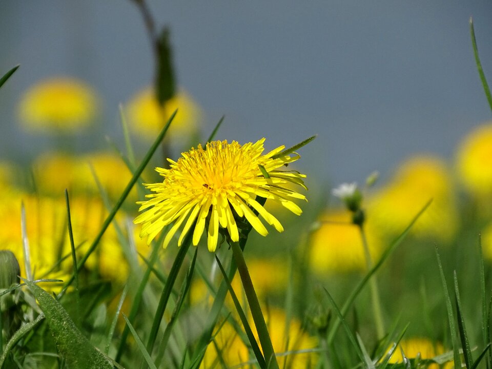 Meadow summer flower