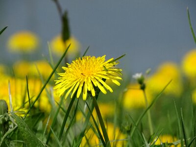 Meadow summer flower photo